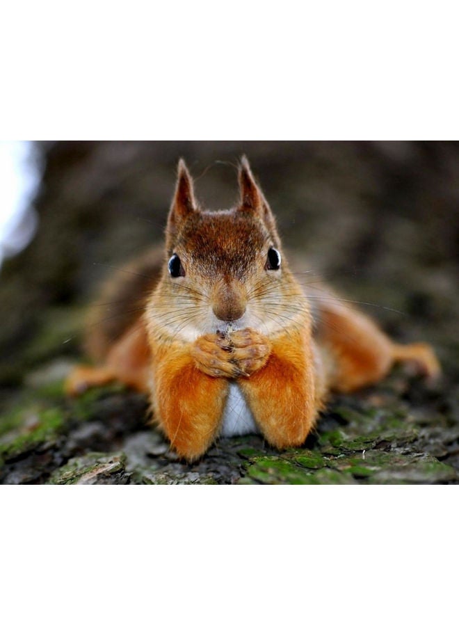 Fast Print Squirrel Themed Self Adhesive Wall Sticker Yellow/Beige/Green 140x105cm