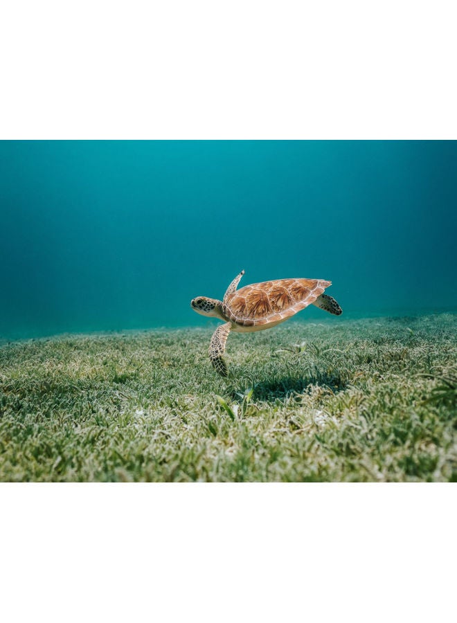 Fast Print Turtle Printed Self Adhesive Wall Sticker Green/Blue/Brown 140x105cm