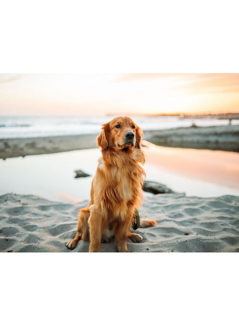Golden Retriever Themed Wall Sticker Beige/White/Black 140x105cm