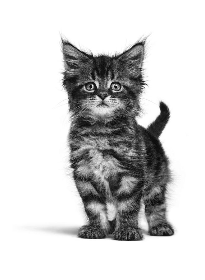 رويال كانين طعام القطط بيبي كات انستينكتف 165جرام - Image 5