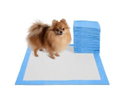 Puppy Pads Dog Pee Pad For Potty Training Dogs white/blue One Size centimeter