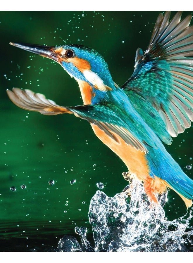 Zoot Kingfisher Bird Wall Art Framed Canvas Painting Multicolour 50x40cm