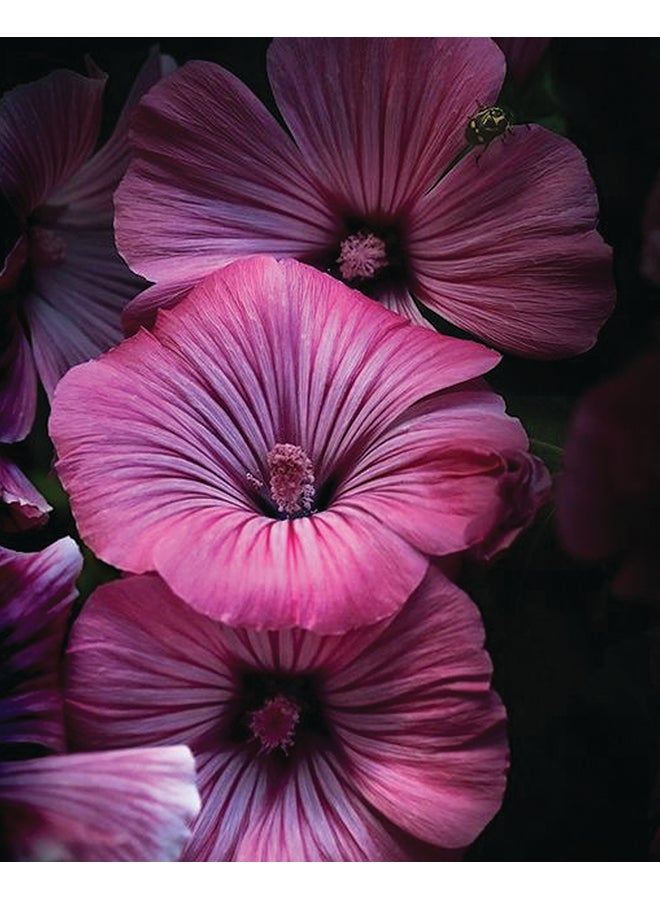 Zoot Canvas Frame Painting Multicolour 50x40cm