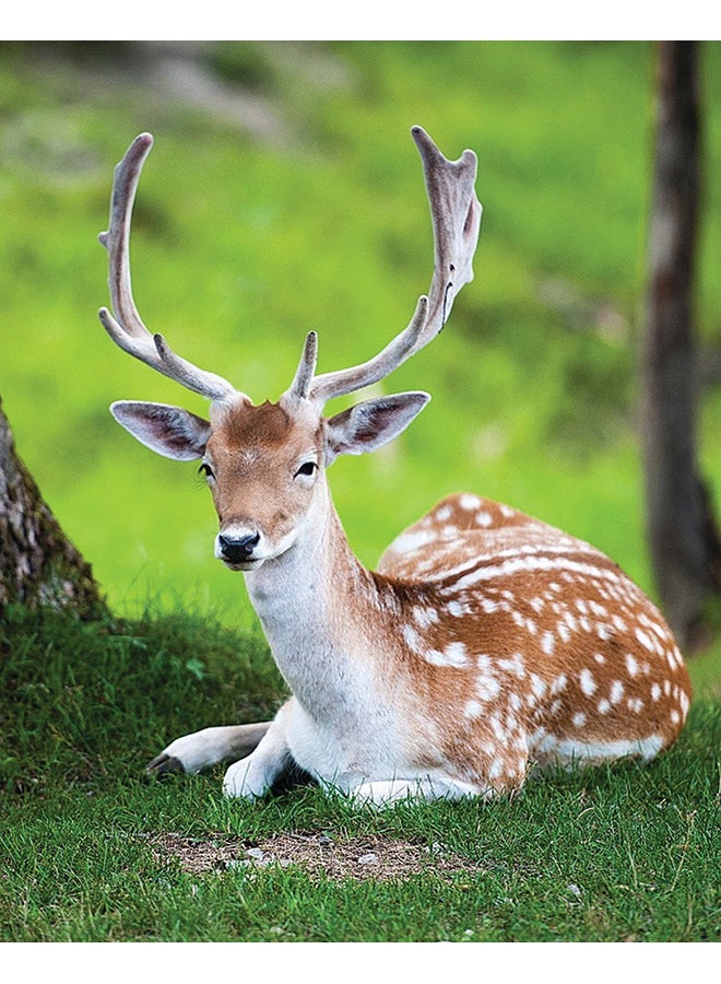 زوت لوحة من قماش الكانفاس مزودة بإطار ومزينة بنمط يمثل حيواناً متعدد الألوان 50x40سم