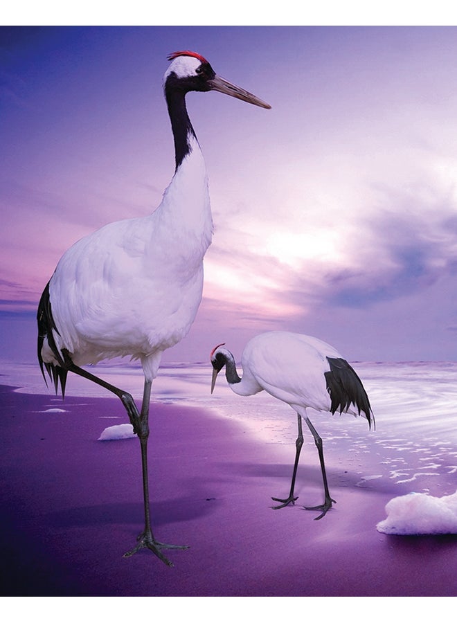 Zoot Bird Themed Canvas Frame Painting Multicolour 50x40cm