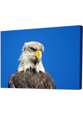 Animals Design Framed Vinyl Tableau Multicolor 50x35cm - v1604254531/N41734366A_1