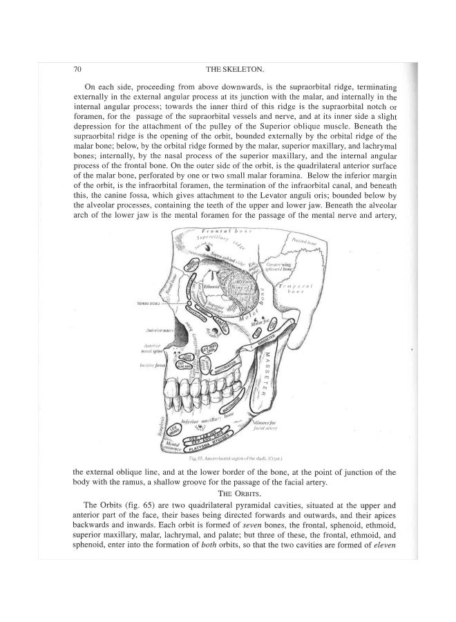 Grays Anatomy Hardcover English by Henry Gray F. R. S  - Image 2