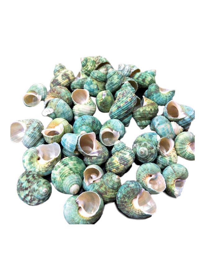 Varied Size Seashells Mixed for Beach Theme Green 20x5x15cm - Image 1