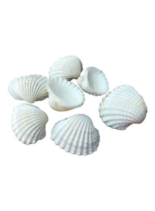 Varied Size Seashells Mixed for Beach Theme White 20.00 x 5.00 x 15.00cm - v1607520851/N42919864A_1