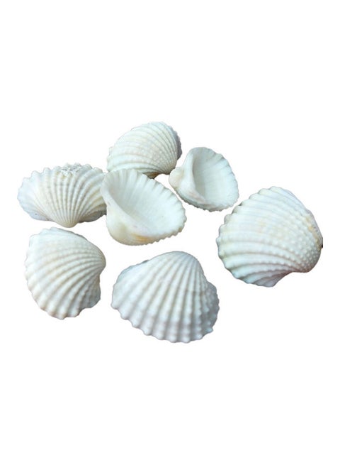 Varied Size Seashells Mixed for Beach Theme White 20.00 x 5.00 x 15.00cm
