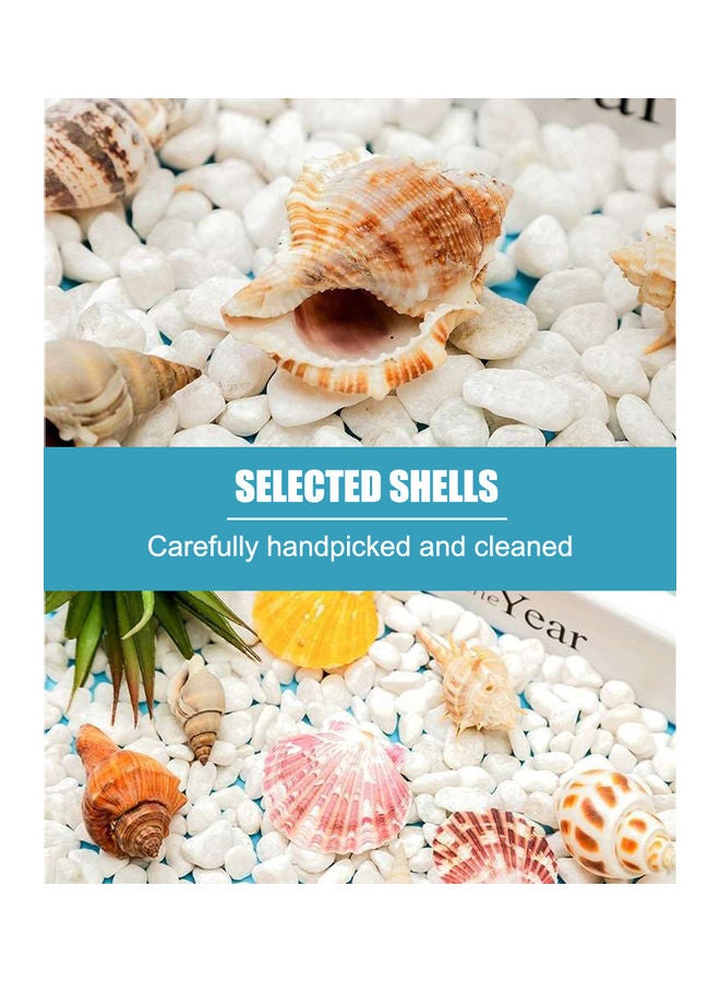 Varied Size Seashells Mixed for Beach Theme White 20.00 x 5.00 x 15.00cm