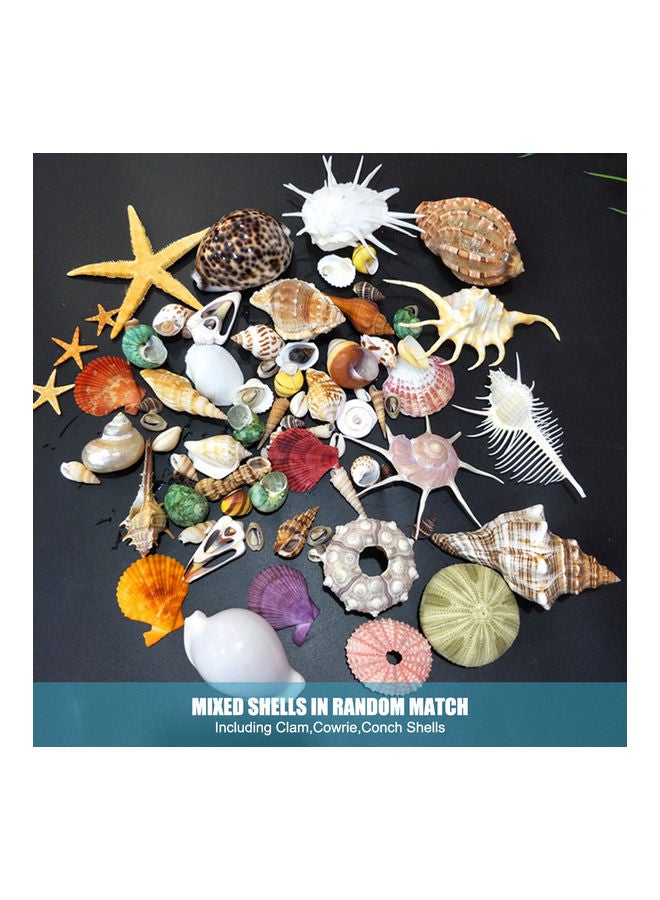 Varied Size Seashells Mixed for Beach Theme White 20.00 x 5.00 x 15.00cm