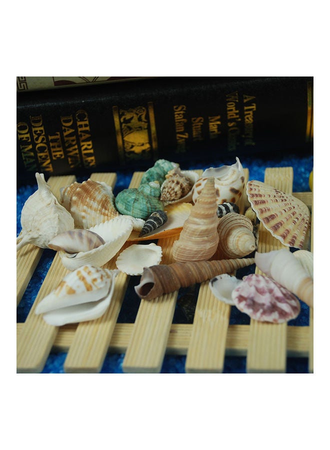 Varied Size Seashells Mixed for Beach Theme Green 20x5x15cm - Image 2
