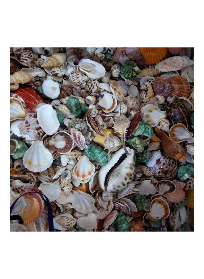 Varied Size Seashells Mixed for Beach Theme Yellow 20.00 x 5.00 x 15.00cm