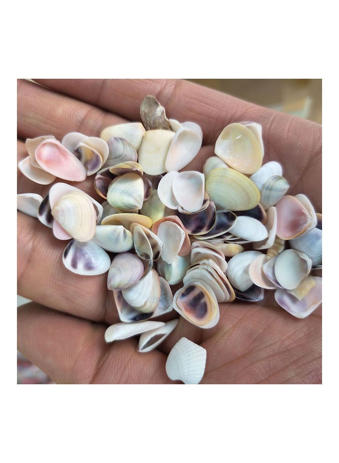 Varied Size Seashells Mixed for Beach Theme Yellow 20.00 x 5.00 x 15.00cm