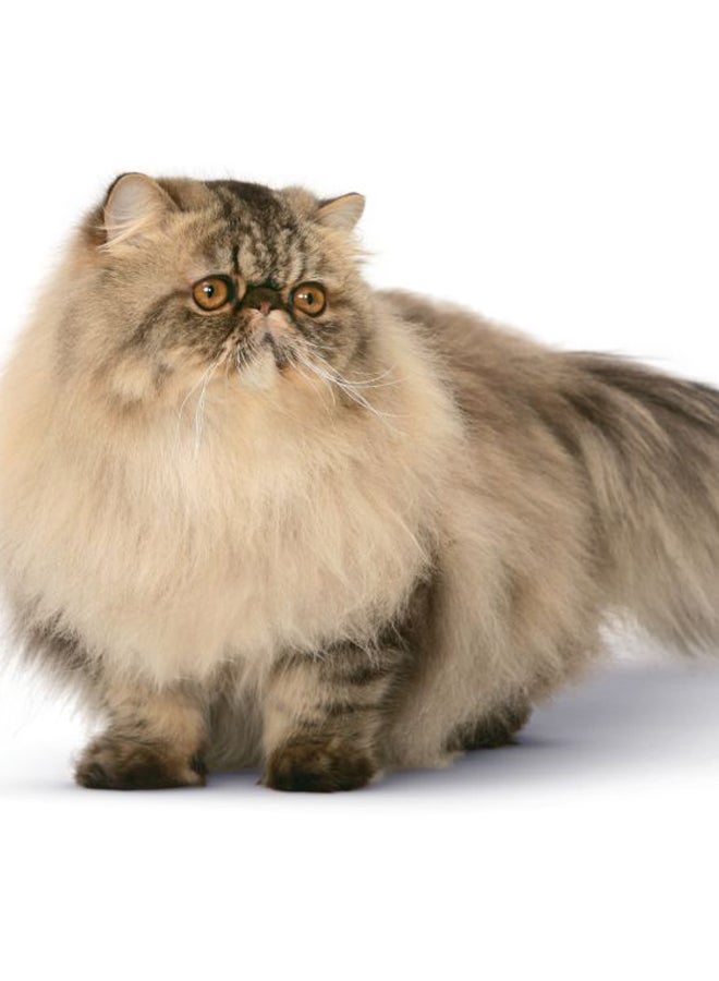 رويال كانين طعام للقطط الفارسية البالغة 10كيلوجرام - Image 5