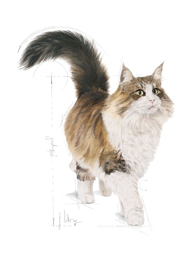 ROYAL CANIN Pack Of 12 Instinctive Wet Pet Food Brown 85grams - Image 3