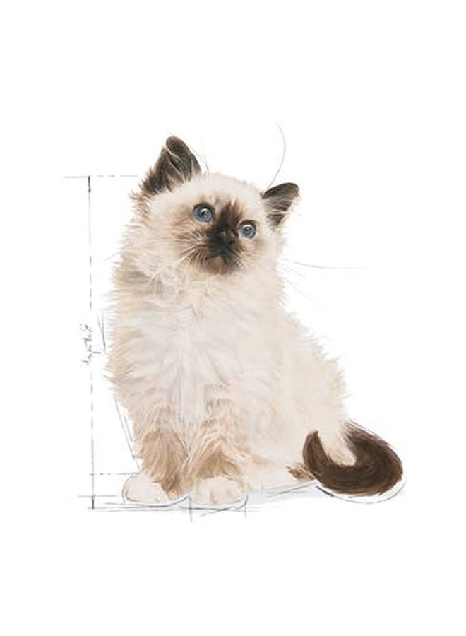 رويال كانين طعام للهرة من الجيلي مفضل بالفطرة بني 85جرام - Image 4