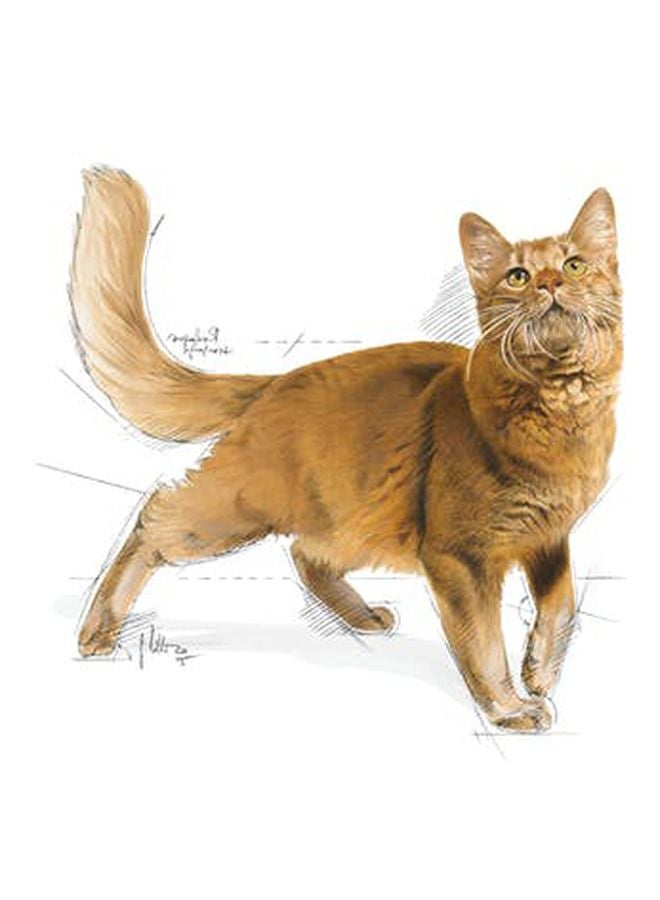 ROYAL CANIN Regular Fit 32 Felin Health Nutrition Dry Food 4kg  - Image 3