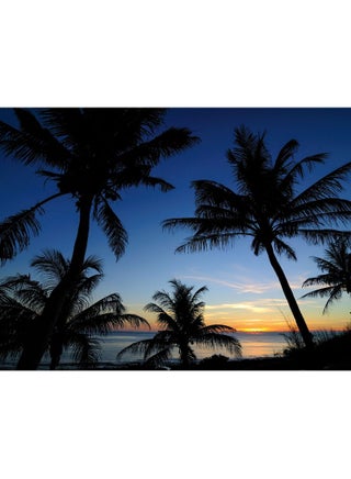Palms Vinyl Self Adhesive Wall Sticker Multicolour 80x60cm - v1609949424/N40296507A_1