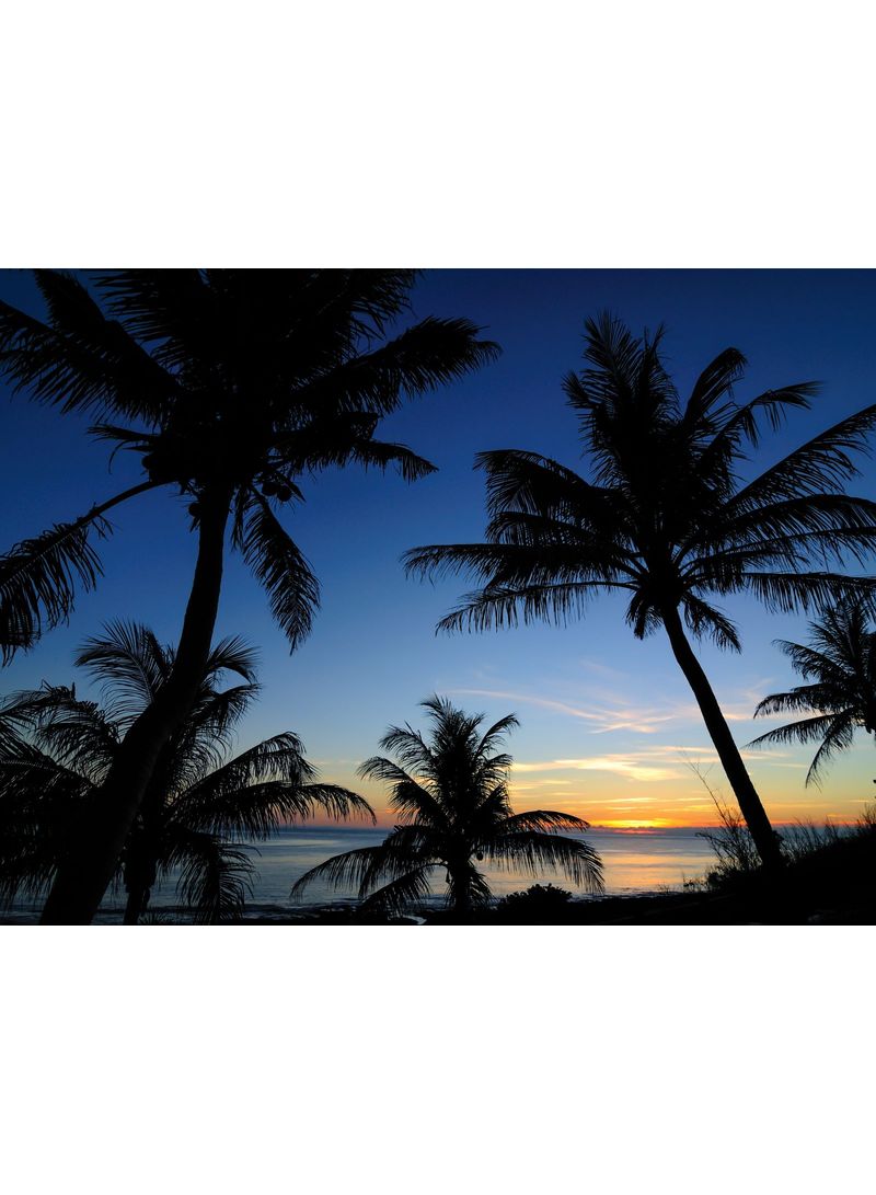 Palms Vinyl Self Adhesive Wall Sticker Multicolour 80x60cm