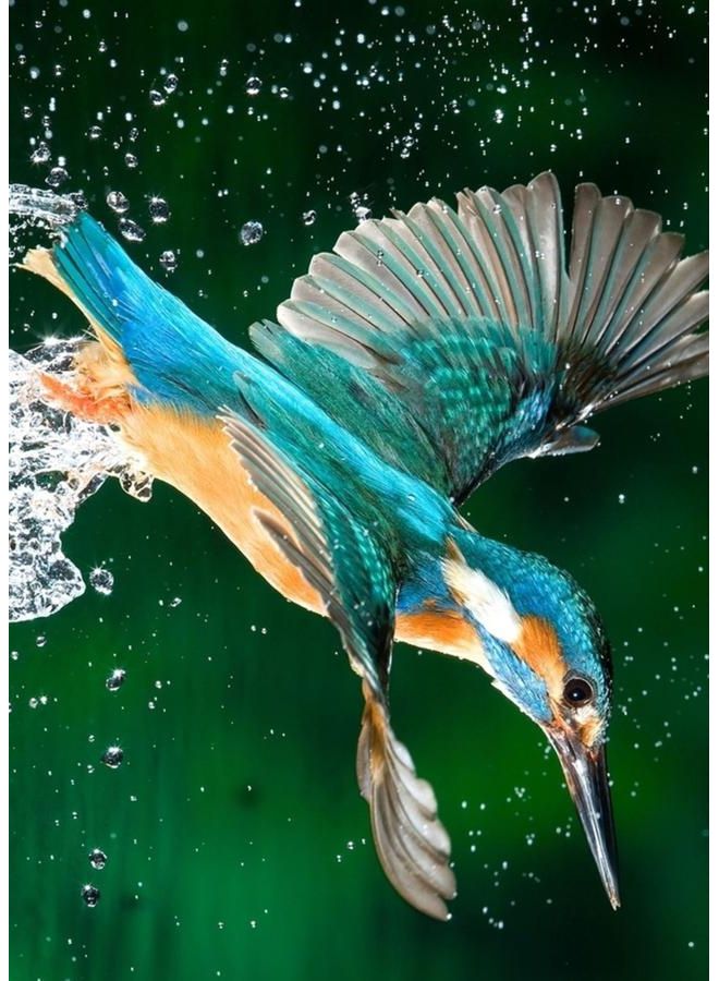 Zoot Canvas Kingfisher Bird multicolour 50X70cm