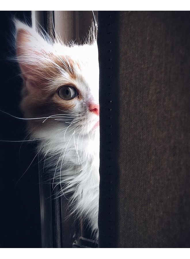 زوت لوحة من قماش الكانفاس لصورة قطة متعدد الألوان 50 x 40سم