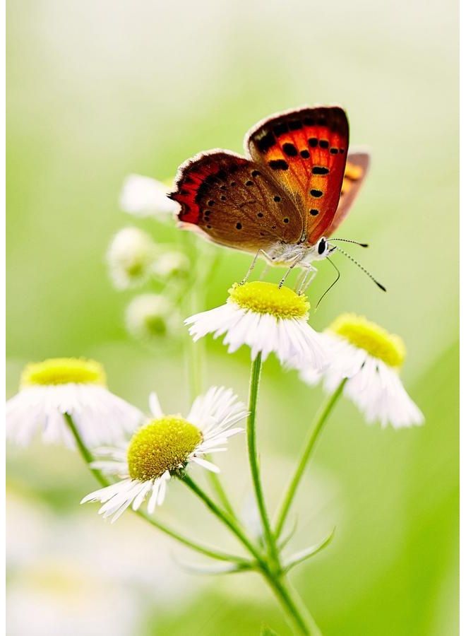 Zoot Canvas Butterfly Green Plant multicolour 50X70cm