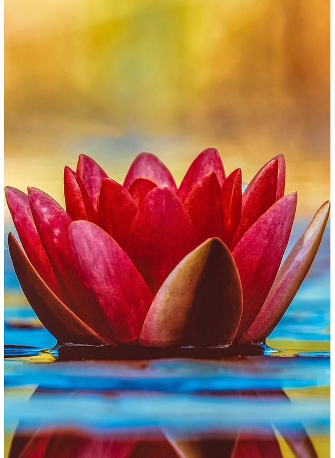 زوت لوحة من قماش الكانفاس بصورة زهرة الزنبق متعدد الألوان 50X70سم