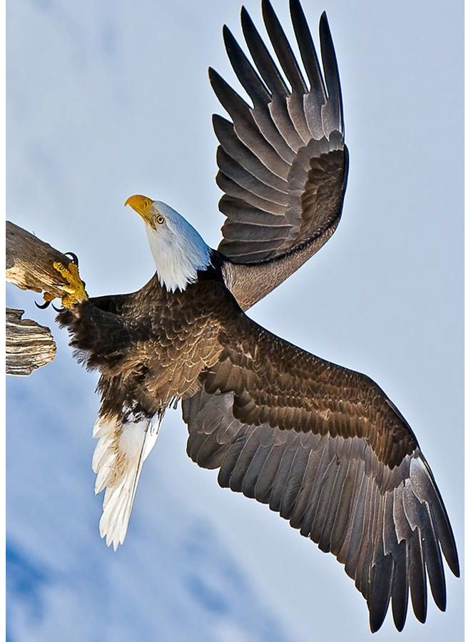 زوت لوحة فنية من قماش الكانفاس بطبعة نسر متعدد الألوان 50X70سم