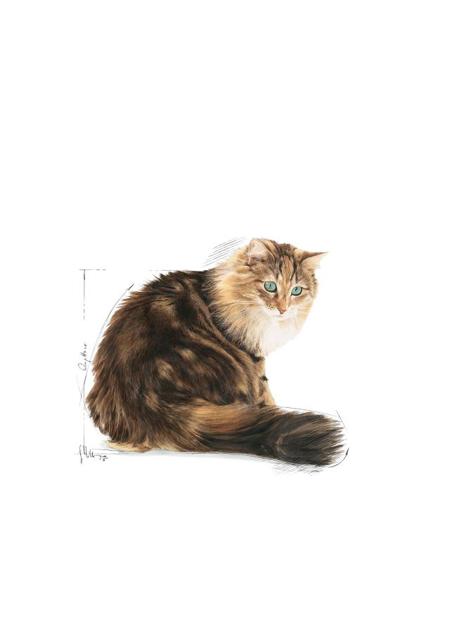 رويال كانين طعام جاف للتغذية الصحية للقطط الكبيرة 2كيلوجرام - Image 5