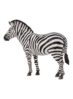 Common Zebra