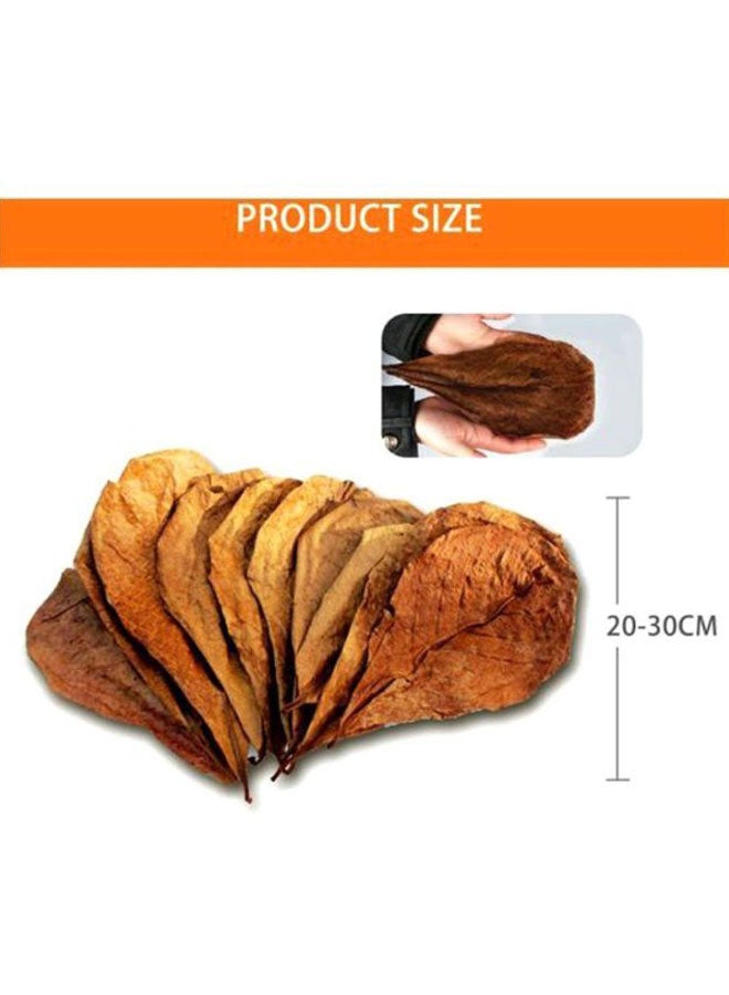 10 قطع من أوراق ترميناليا كاتابا فويتيدا الطبيعية بني 30جرام - Image 3