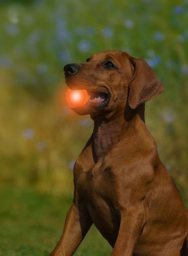 Activated-Bounce Bite Ball Orange S - Image 2