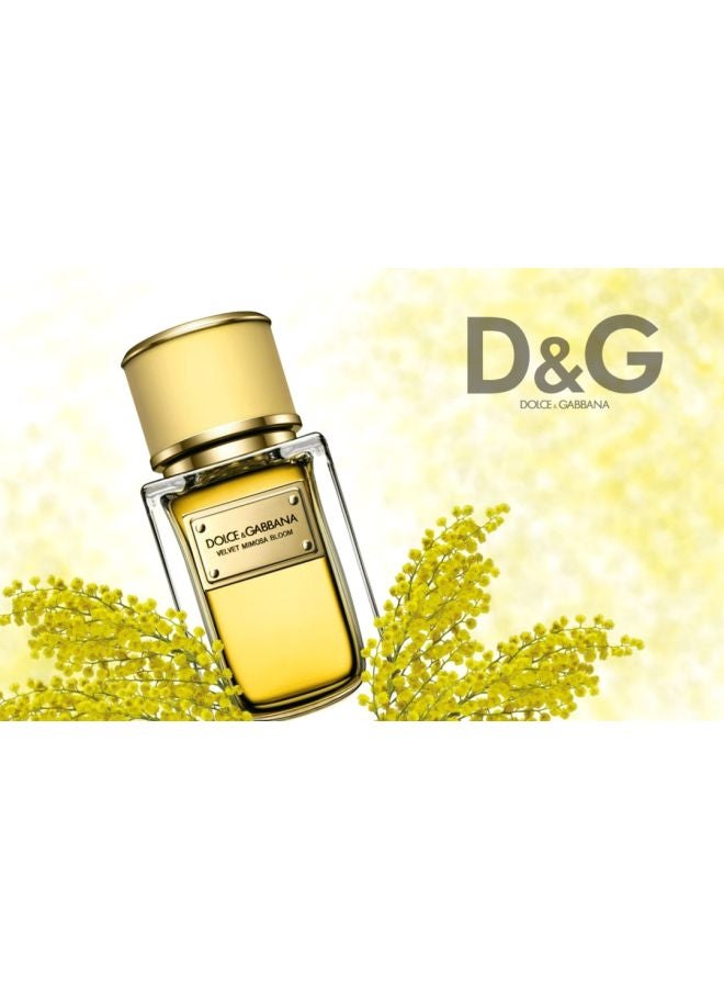 Dolce & Gabbana - Velvet Mimosa Bloom Eau de Parfum Spray 50ml - Image 1