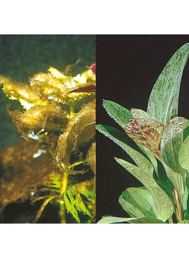 جي بي إل بلسم الماء ألجول متنوع الاستخدامات 100ملليلتر - Image 4