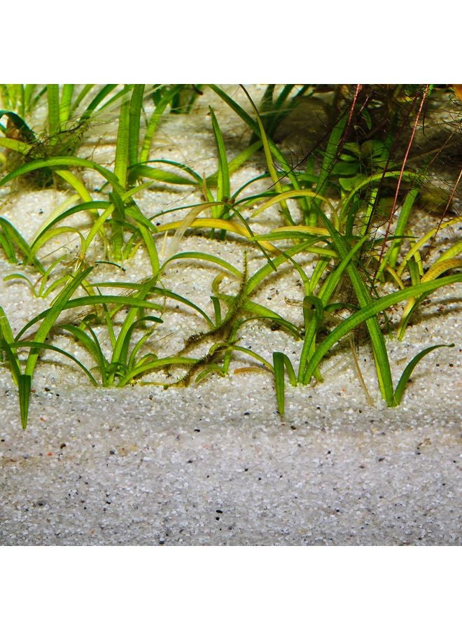 جي بي إل حصى سانسيبار النهرية الزخرفية لأحواض السمك أبيض - Image 3