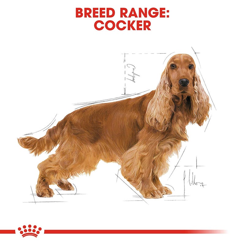 ROYAL CANIN BREED HEALTH NUTRITION COCKER ADULT Brown 3kg - Image 4