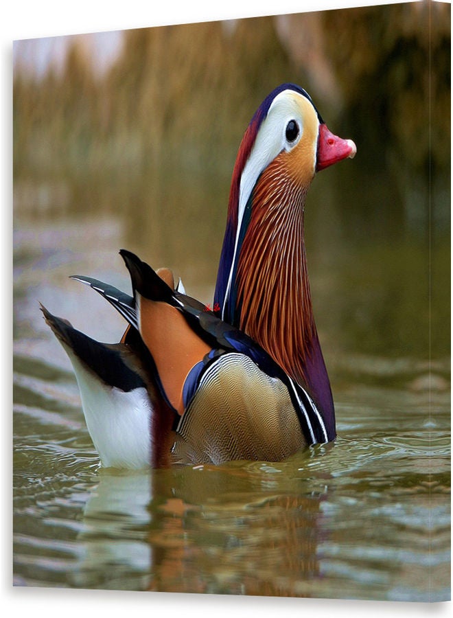 Duck Canvas Wall Art Multicolour L - Image 1