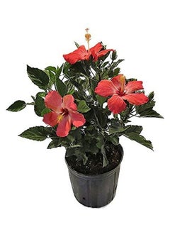 Hibiscus Plant With Pot And Soil Red/Green/Black - v1618327053/N46543806A_2