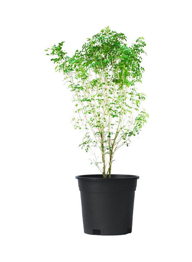 Jasmine Murraya Plant With Pot And Soil Green/Black - v1618332371/N46543823A_1