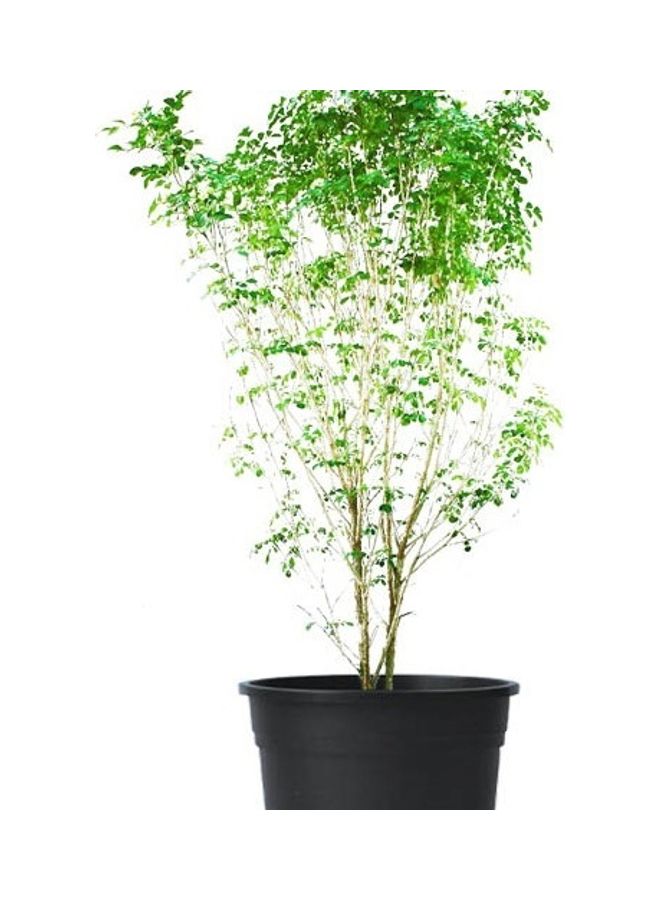 Jasmine Murraya Plant With Pot And Soil Green/Black - v1618332371/N46543823A_3