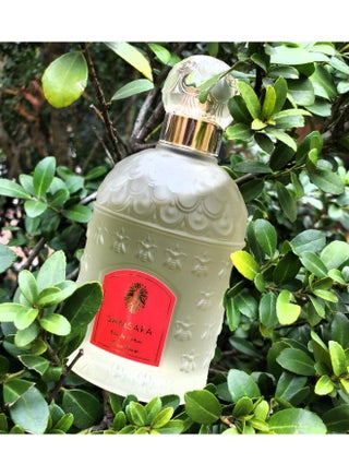 Samsara Eau Samsara Perfume 100ml Boots Buy Guerlain Samsara For