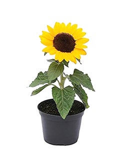 Sunflower Plant With Pot And Soil Green/ Yellow/ Black