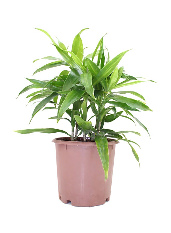 Song Of Jamaica Plant With Pot And Soil Green/ Brown