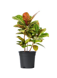 Croton Petra Plant With Pot Yellow/Green - v1620204168/N46543820A_1