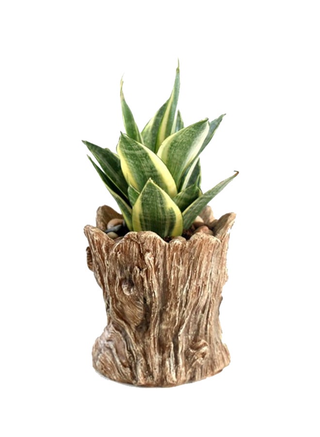 Tree Head Multipurpose Vase Beige 13x15x13cm  - Image 5