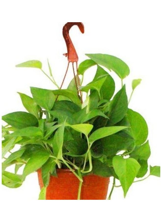 ماركة غير محددة تعليق نبات المال أخضر  - Image 2