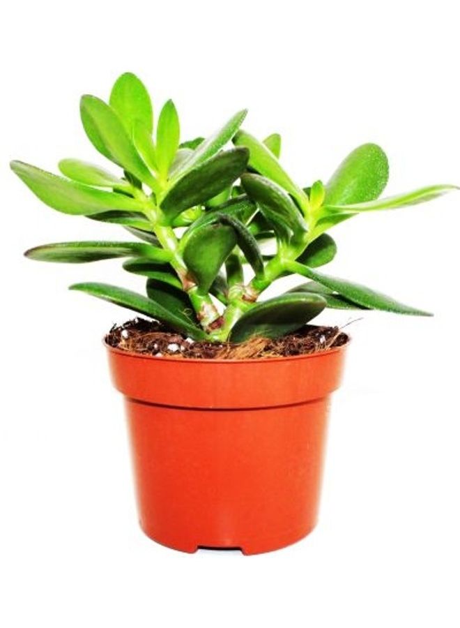 Crassula Green 20-23cm - v1622349705/N47721939A_1