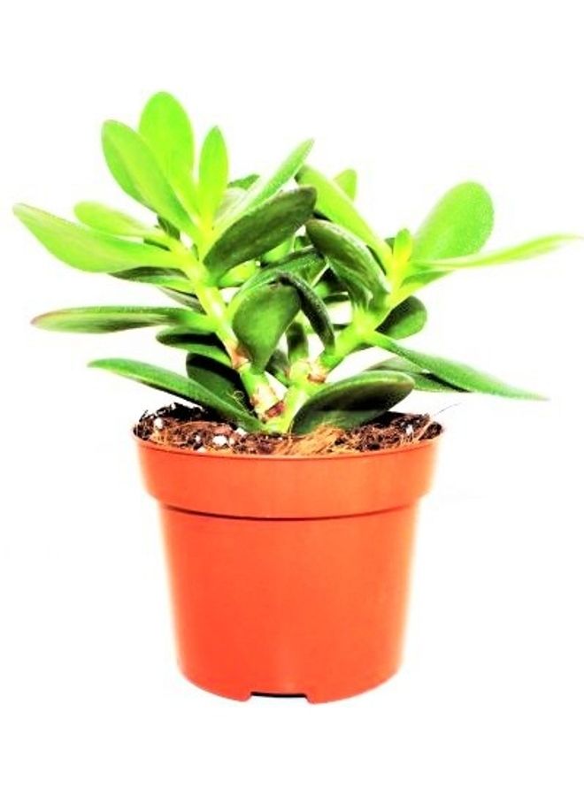 Crassula Green 20-23cm - v1622349706/N47721939A_2